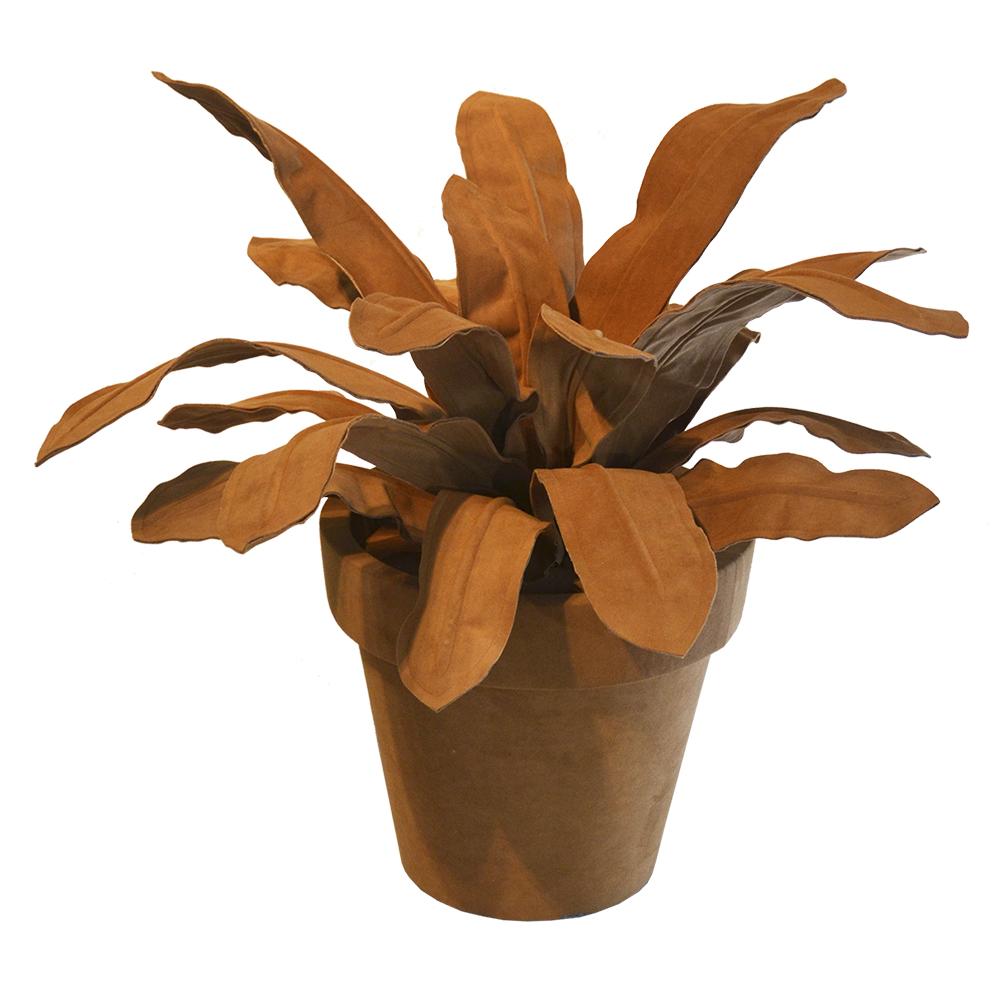 BROMELIA PLANT