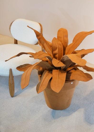 BROMELIA PLANT