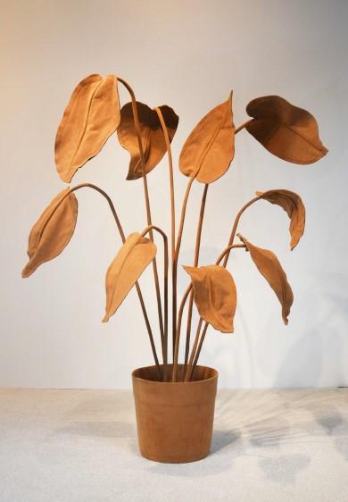 ALOCASIA PLANT
