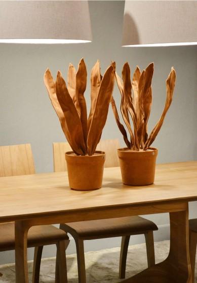 ESPADA DE SAO JORGE PLANT
