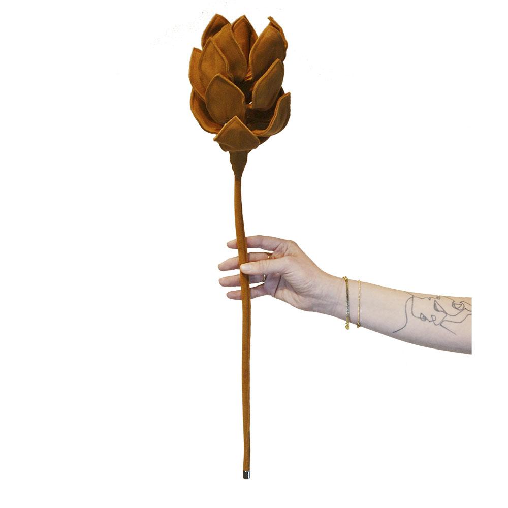 GINGER PLANT
