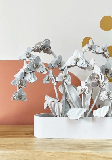 ORQUIDEA BELLA PLANT