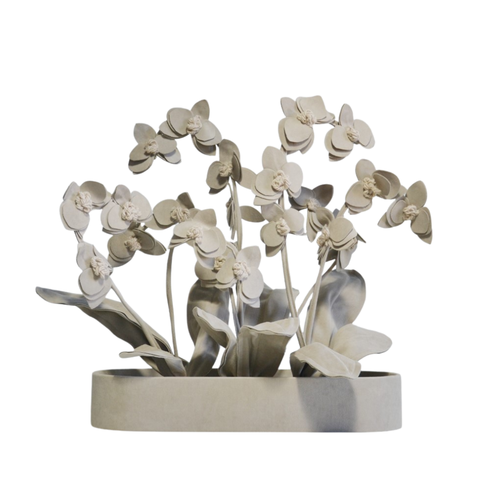 ORQUIDEA BELLA PLANT