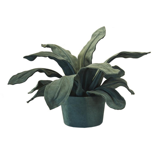 BROMELIA PLANT