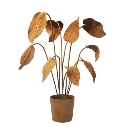 ALOCASIA PLANT