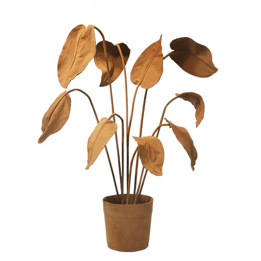 ALOCASIA PLANT