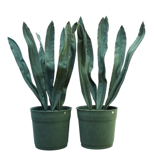 ESPADA DE SAO JORGE PLANT