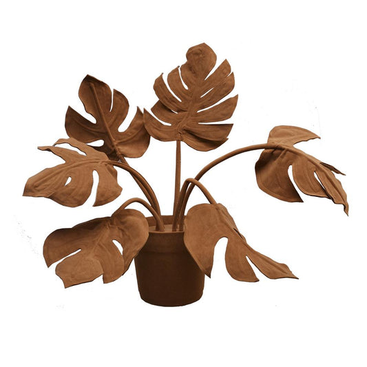 COSTELA DE ADAO PLANT