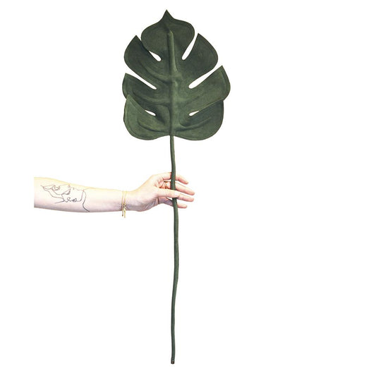 COSTELA DE ADAO LEAF