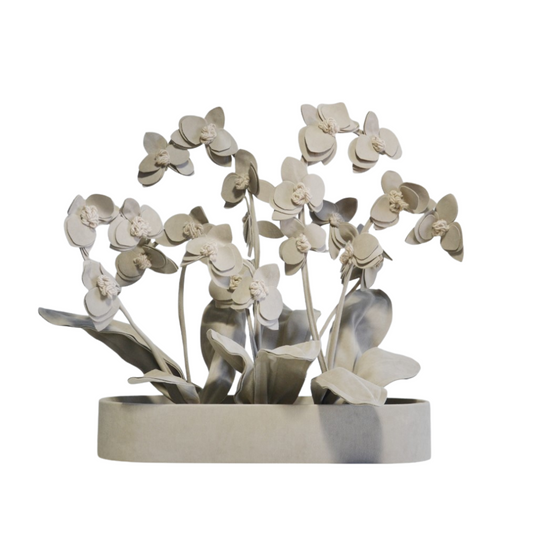 ORQUIDEA BELLA PLANT